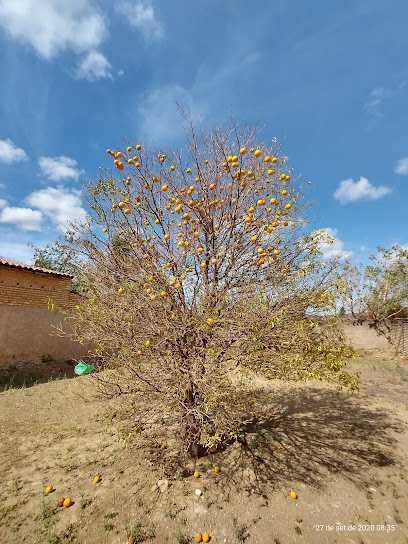 Brejinho - Dados ONG na Brejinho (Araripe),CE,BRAZIL