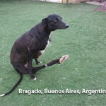 Refugio de animales – Fundación Fundapab – Refugio para animales: ONG en Bragado,Buenos Aires,ARGENTINA