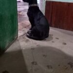 Hogar Canino Emilio Goin. – Protectora de animales: ONG en Capitán Sarmiento,Buenos Aires,ARGENTINA