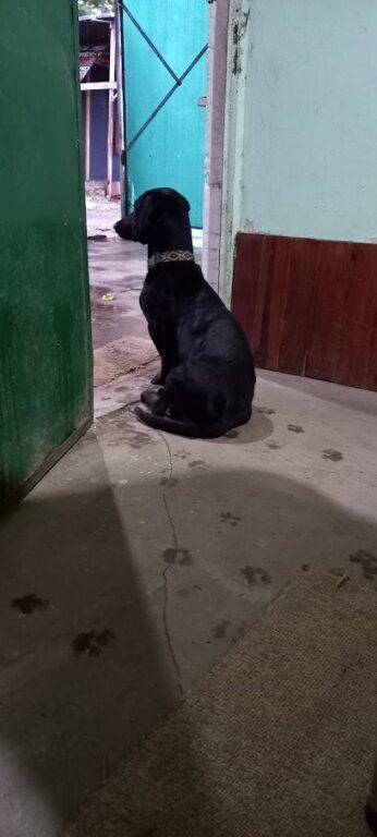 Hogar Canino Emilio Goin. - Protectora de animales: ONG en Capitán Sarmiento,Buenos Aires,ARGENTINA